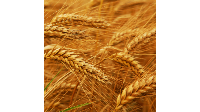 Seeds